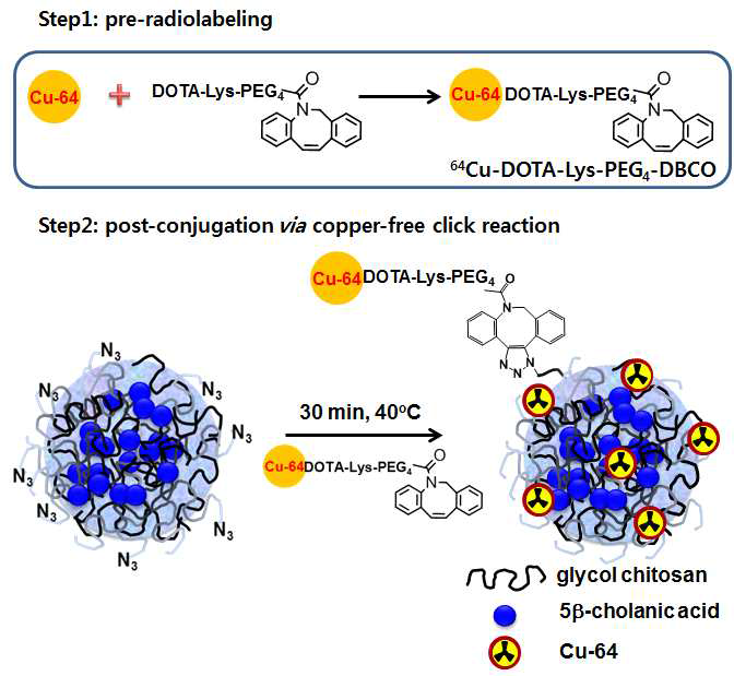클릭화학을 이용한 키토산 나노입자의 방사성동위원소 표지
