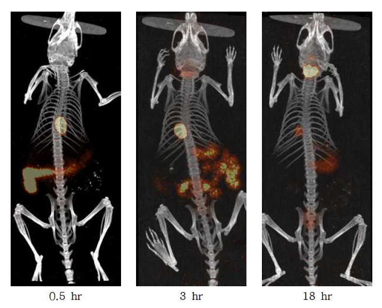 Micro-SPECT/CT images of 123I labeled routine in the ICR mouse after injection