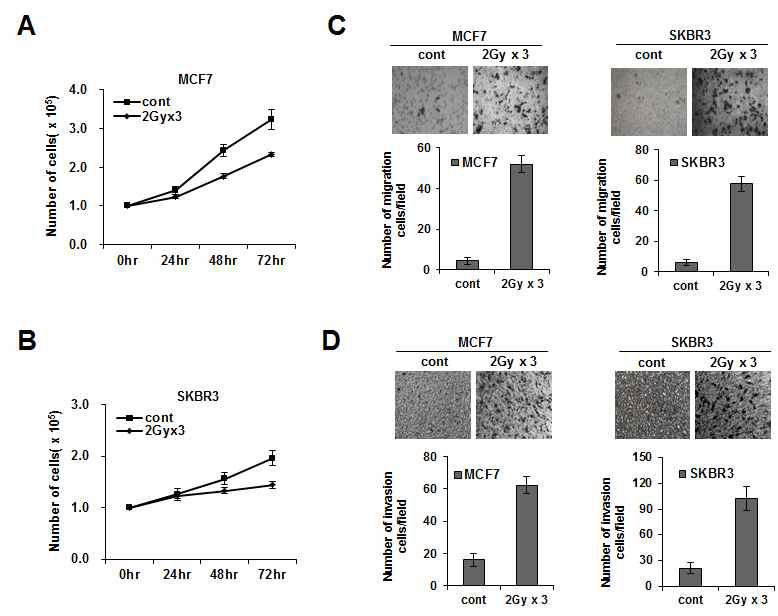 방사선 조사 후 유방암세포의 이동성 및 침윤성 획득