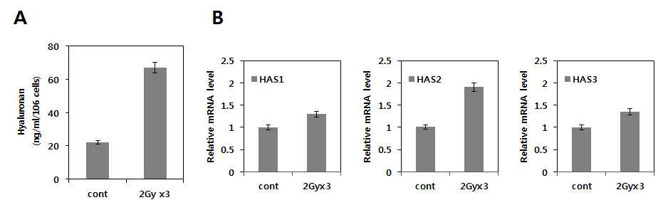 방사선 조사 후 HAS2 발현 유도에 의한 HA의 증가