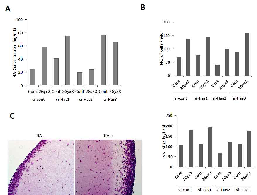 방사선 조사 후 HAS2 발현 증가에 의한 HA의 분비량 증가와 U87 glioma cells의 이동성 침윤성 증진 관련성