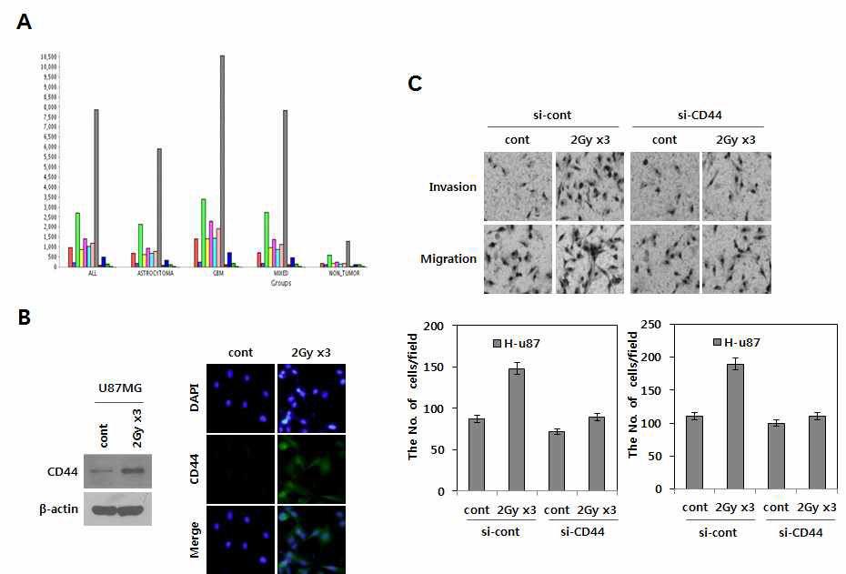 분할방사선에 의한 HA receptor CD44 발현