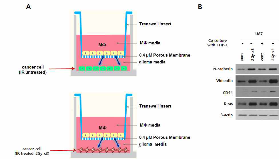 방사선 반응 분비인자 유도 암악성화 기전연구를 위한 공배양 시스템
