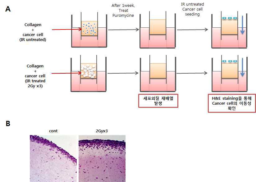 방사선 반응 분비인자 유도 암세포의 이동/침윤성 획득 분석을 위한 3D-culture 시스템