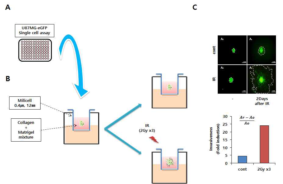eGFP를 tagging을 이용한 암세포의 이동/침윤성 획득 분석을 위한 3D-culture 시스템