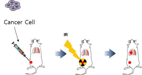 방사선 반응 분비인자 유도 암전이능 획득 기전 연구를 위한 in vivo 시스템