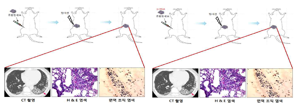 암 악성화 억제 효능 검증 기법 구축