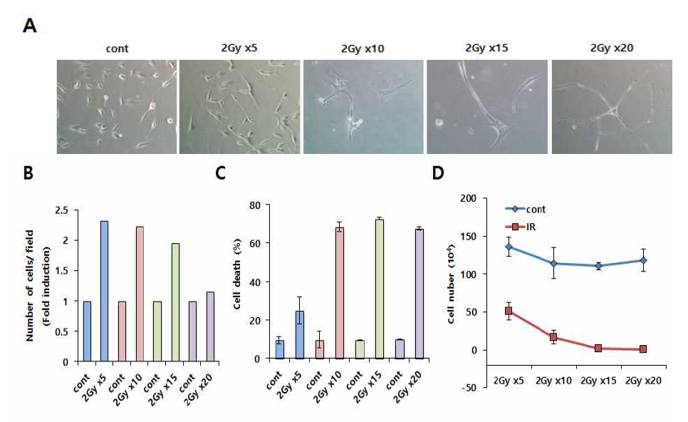 분할 방사선에 의한 glioma cell의 악성화