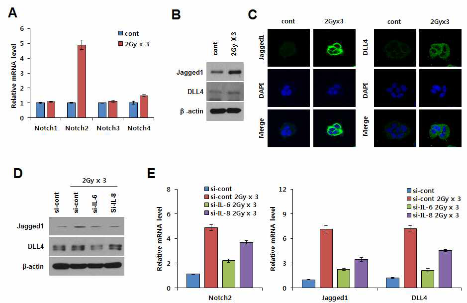 방사선 반응 분비인자에 의한 Notch2 신호의 활성화