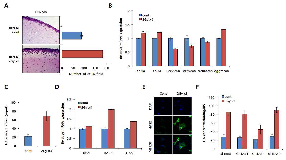 분할 방사선 조사 후 HAS2발현 증가에 의한 Hyaluronic acid 분비량 증가