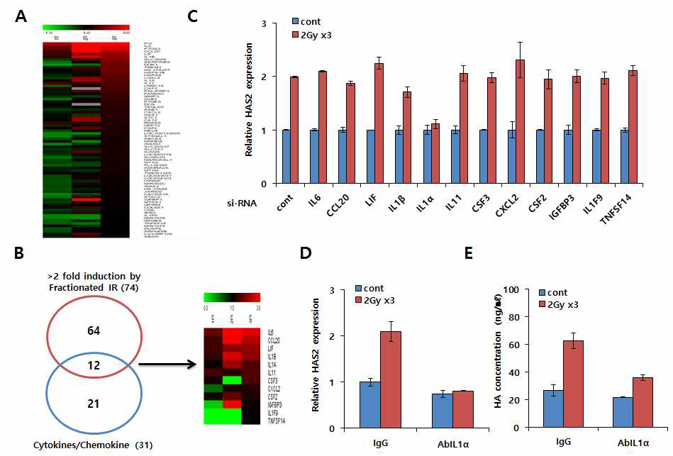 방사선 반응 분비인자에 의한 NFκB 신호활성화를 통한 HAS2 및 HA 발현 조절 기전