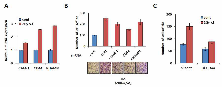 분할 방사선에 의한 HA receptor CD44 발현 증가