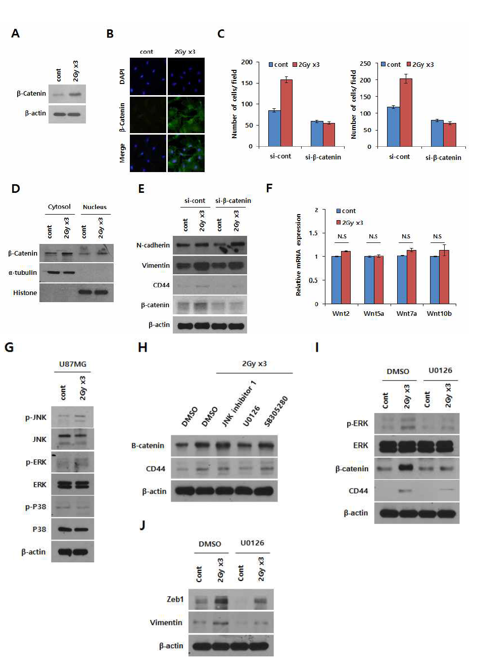 방사선 유도 HA receptor CD44의 발현 기전