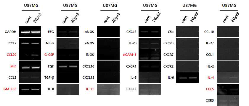 분할 방사선에 의한 cytokine 및 chemokine 스크리닝