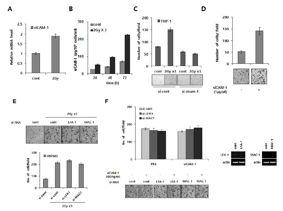 분할 방사선에 의한 sICAM-1 분비증가와 Macrophage recruitment와의 연관성