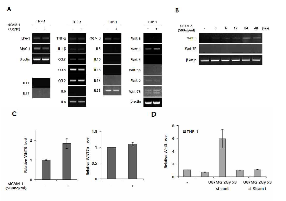 방사선 반응 분비인자 sICAM-1에 의한 Macrophage의 Wnt3a 분비