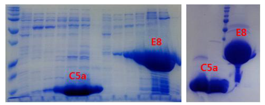 C5a와 E8 인공항체 단백질의 정제 사진