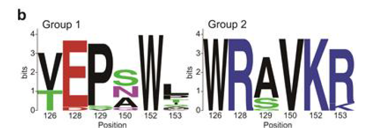 IL-6와 결합하는 단백질 후보들의 아미노산 서열 분석