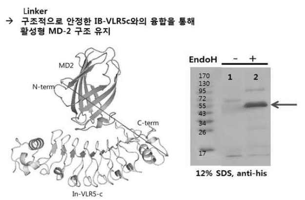 IB-VLR5c/MD-2 융합단백질의 효모에서 발현 분석