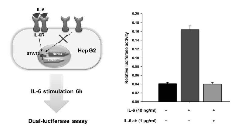 자가 면역 반응 모델인 HepG2를 이용하여 dual-luciferase assay 방법을 이용한 IL-6 저해 효능 확인 방법