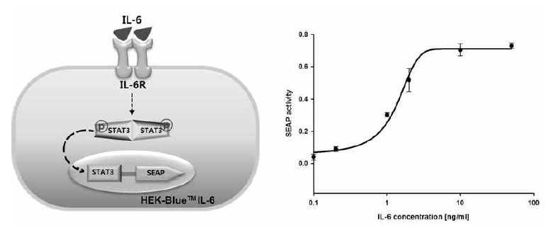 IL-6 리포터 세포주 HEK-BlueTM IL-6를 이용한 IL-6 활성 분석