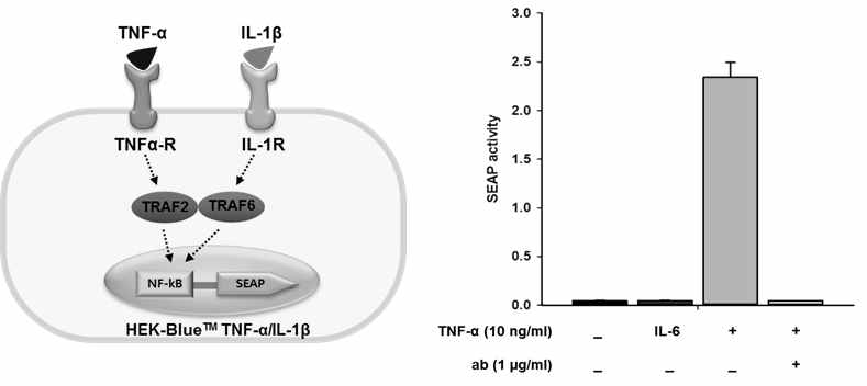 HEK-BlueTM TNF-α/IL-1β 세포주를 이용한 TNF-α 활성 분석