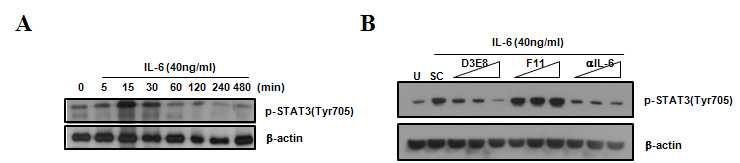 사람말초혈액단핵구에서 IL-6의 자극에 의한 STAT3의 인산화 정도 분석(A) 및 IL-6 억제 단백질의 활성억제효능 분석(B)