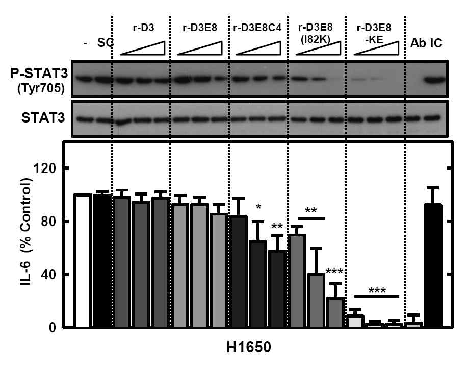 비소세포폐암 세포주에서 IL-6 억제 리드 단백질 후보군에 의한 STAT3 인산화와 MCP-1의 생성 저해 효능 분석