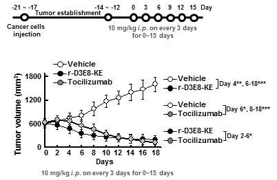 마우스 종양 모델에서 신규 리드단백질 r-D3E8-KE 혹은 Tocilizumab처리에 의한 종양 크기 분석