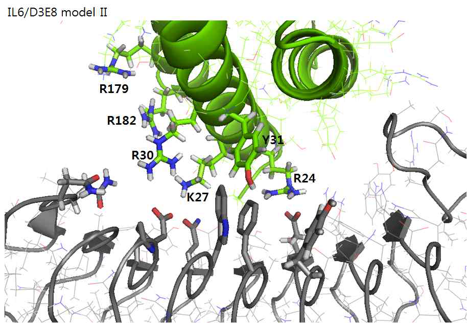모델 II에서 IL6의 첫 번째 helix의 residue가 D3E8 인공항체 단백질의 side chain과의 상호작용 하는 부위