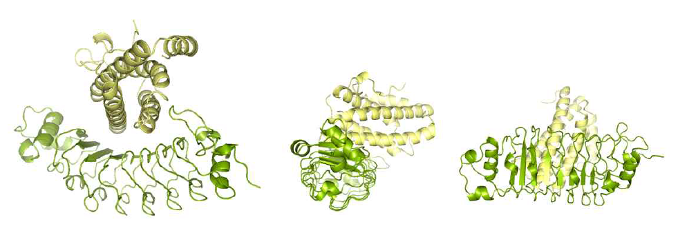 고해상도의 D3E8 인공항체와 IL6 단백질의 복합체 구조 규명
