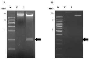 Agarose gel electrophoresis of HcRNAV34 VLP gene into pCAMBIA1304 binary vector in E. coli . (A) Confirmation of HcRNAV34 VLP gene in pCAMBIA1304 binary vector double digested with BglⅡ and BstEⅡ. (B) Confirmation of HcRNAV34 VLP::GFP in pCAMBIA1304 binary vector double digested with BglⅡ and SpeⅠ. Arrow means HcRNAV34 VLP gene (1080 bp). Lane C; undigested DNA, Lane 1; digested restriction endonuclease. M, Marker; GeneRuler 1kb Plus DNA Ladder (Fermentas, USA)