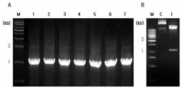 Agarose gel electrophoresis to confirm an insertion of HcRNAV34 VLP gene into pCAMBIA1304 binary vector in A. tumefaciens GV3101. (A) Agarose gel electrophoresis showing full length (1080 bp) of HcRNAV34 VLP gene. (B) The plant expression vector into A. tumefaciens. Lane C, pCAMBIA1304/HcRNAV34 VLP; 1, double digested with BglⅡ and Spe Ⅰ. M, Marker; GeneRuler 1kb Plus DNA Ladder (Fermentas, USA)