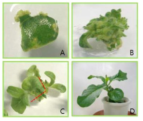 Plant regeneration via organogenesis from leaf explants inoculate with Agrobacterium carrying HcRNAV34 VLP gene in N. tabacum. (A) Tobacco leaf fragments co-cultured with transformed A. tumefaciens GV3101. (B) Shoots appeared from the leaf fragment after 2 to 3 weeks cultured. (C) Single shoot obtained from the shoot group after 4 to 5 weeks cultured. (D) Transgenic plant after ten weeks cultured at green house