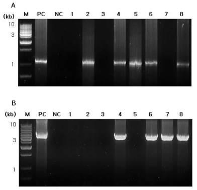 Agarose gel electrophoresis of HcRNAV34 VLP (A) and HcRNAV34 VLP::GFP (B) gene in transgenic tobacco plants. (A) Amplified HcRNAV34 VLP genes (1080 bp) in genomic DNAs extracted from transgenic tobacco plants. Primer used 34F and 34R. (B) Amplified HcRNAV34 VLP::GFP genes (3621 bp) in genomic DNAs extracted from transgenic tobacco plants. Primer used 34-F and GUS-R. Lane PC, positive control; plasmid vector DNA (pCAMBIA1304/HcRNAV34 VLP), Lane NC, negative control; non-transgenic tobacco plant genomic DNA, Lane 1-8; transgenic tobacco plant genomic DNAs. M, marker; GeneRuler 1 kb Plus DNA Ladder (Fermentas, USA)