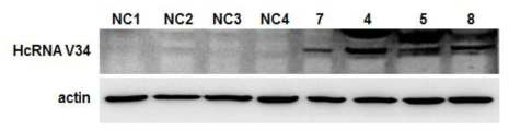 Western blot analysis of HcRNAV34 VLP protein expression in transgenic tobacco. Polyclonal antibody specific for HcRNAV34 VLP recognized 38 KDa. Untransformed plants were not recognized by HcRNAV34 VLP specific antibody (NC1-4)