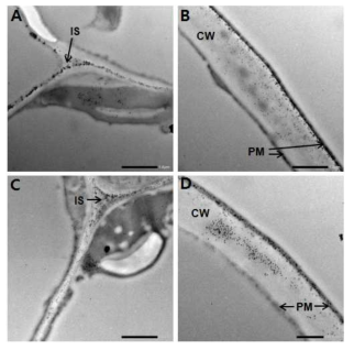 Electron micrographs of the transgenic tobacco leaf which were reacted with HcRNAV34 VLP 38KDa polyclonal antibody. Gold particle were specifically labelled on the plasma membrane(PM), cell wall(CW) andintercellular spaces(IS) (A∼D)