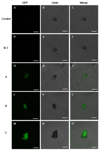 Analysis of HcRNAV34 VLP::GFP expression and localization for H. circularisquama. Control, control group; N.T, non-transgenic tobacco protein treated group; (A) transgenic tobacco protein treated group. HcRNAV34::GFP introduced in H. circularisquama; (B) H. circularisquama have morphological change; (C) H. circularisquama have damaged and destruction. Scale bar = 20 ㎛, all images at equal magnification (40x)