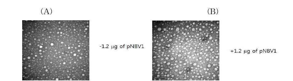 DNA가 CsNIV capsid protein 조립에 미치는 영향. Urea로 변성시킨 정제한 CsNIV capsid protein (350 μg/mL)을 1 mM MgCl2로 평형화된 PD-10 column에서 urea를 제거 후, double stranded circular DNA인 pNBV1 (6 kb)가 있는 조건 (+)과 없는 조건 (-)에서 CaCl2를 최종 농도가 10 mM이 되게 첨가하여 CsNIV capsid를 재조립한 후 TEM 사진으로 capsid의 재조립 여부 확인