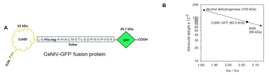 정제된 CsNIV-GFP 융합단백질의 분자량 측정과 oligomerization의 예측. E. coli에서 과발현시킨 CsNIV-GFP 융합단백질의 구조 (A)와 Superose 12 gelfiltration chromatography를 이용한 분자량 측정 (B). 약어: BSA, bovine serum albumin
