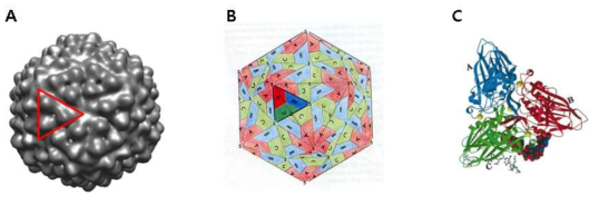 캡시드 단백질의 자가 조립 형태 (A) HcRNAV의 전자현미경사진 (B) T=3 virus의 캡시드 단백질 배열 (C) Black Beetle Virus 캡시드 단백질 trimer 의 결합형태