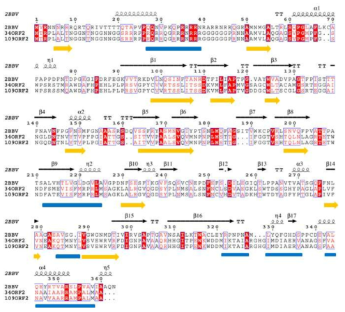 캡시드 단백질의 아미노산 서열 비교. Black Beetle Virus 캡시드 단백질 (2BBV)과 HcRNAV34 (34ORF2)와 HcRNAV109 (109ROF2)의 캡시드 단백질 아미노산 서열이 동일한 경우는 붉은 바탕으로, 유사한 경우는 파란 박스로 표시하였다. Black Beetle Virus 캡시드 단백질의 입체구조의 α-helix (코일)과 β-strand (화살표)는 위쪽에 표시하고 Black Beetle Virus 캡시드 단백질의 예측된 이차 구조는 파란막대기 (α-helix)와 노란 화살표 (β-strand)로 표시하였다