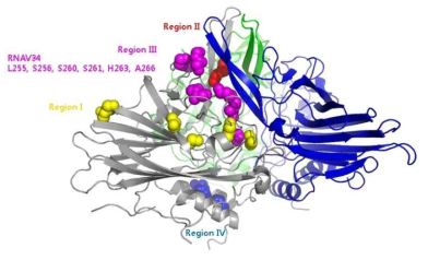 캡시드 단백질의 표면 분석. 세 개의 캡시드 단백질 (회색, 녹색, 청색)에 의한 Trimer 형태에서 HcRNAV34와 HcRNAV109 캡시드 단백질의 배열된 상이한 아미노산의 메인 체인 원자를 구형으로 한 개의 단위체 (회색)에만 표시. 아미노산 서열 상 네 개의 지역 (Region I, II, III, IV)에 분포된 아미노산을 노랑, 빨강, 분홍, 파랑으로 표시