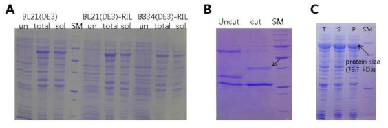 캡시드단백질의 발현과 정제. (A) 대장균 strain BL21(DE3), BL21(DE3)-RIL, B834(DE3)-RIL에서 pGST-HcRNAV109의 발현 (B) 정제된 GST-fusion HcRNAV109 캡시드단백질 (C) GST-PDZ-HcRNAV34 캡시드 단백질의 발현