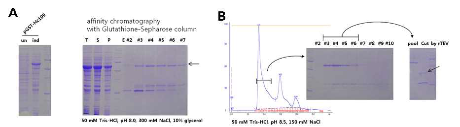 GST fusion HcRNAV109의 발현과 정제. (A) pGST-HcRNAV109의 발현과 glutathione- sepharose를 이용한 정제 (B) 정제된 GST-HcRNAV109의 gel filtration과 rTEV에 의한 GST tag의 절단