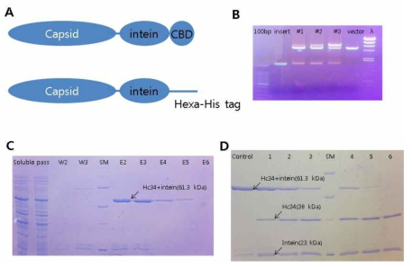 캡시드 단백질 생산을 위한 interin-His tag 시스템. (A) 재조합 단백질의 도메인 연결순서 (B) 캡시드-intein-His tag 재조합 프라스미드의 제조 (C) 재조합 HcRNAV34 캡시드단백질의 발현 및 재조. (D) DTT 처리를 이용한 intein tag의 제거. 4도 (1,2,3)와 25도 (4,5,6)에서 25 mM (1,4), 50 mM (2,5), 100 mM (3,6) DTT를 처리하였다