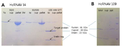 정제된 capsid 단백질의 수용성. (A) Intein-fusion HcRNAV34 캡시드 단백질의 침전과 HcRNAV34 캡시드 단백질의 수용성 (B) Intein이 제거된 HcRNAV34 캡시드 단백질의 침전