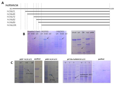 N-말단 제거 캡시드 단백질의 생산. (A) N-말단의 제거 부위 (B) 대장균 strain Rosetta2-Gami, C41(DE3), C43(DE3)에서 pMALHIS-HcRNAV109-D89(90-338)의 발현 (왼쪽), 정제된 MBP-fusion HcRNAV109 캡시드단백질 (오른쪽), (C) N-말단 72 residue가 제거된 HcRNAV34의 GST-fusion과 hexaHis-tag 형태 단백질의 발현과 정제
