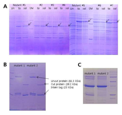 돌연변이 캡시드 단백질의 발현과 정제. (A) pET30a 벡터에 클로닝된 intein fusion HcRNAV34 캡시드 단백질의 돌연변이의 수용성 발현. (B) Intein fusion HcRNAV34 캡시드 Mutant #1와 Mutant #2 단백질의 정제와 intein 절단 (C) Intein을 제거한 Mutant #1와 Mutant #2 단백질