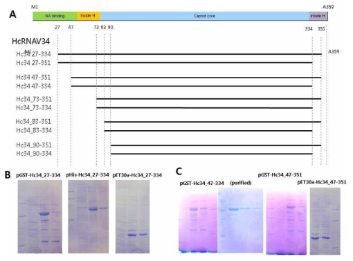 HcRNAV 캡시드의 N-말단 C-말단 제거 단백질의 제작 I. (A) HcRNAV34의 예상 구조와 N-말단 C-말단 제거 단백질의 크기. (B) N-말단 26개 아미노산이 제거된 HcRNAV34의 C-말단 제거 단백질의 발현. (C) N-말단 46개 아미노산이 제거된 HcRNAV34의 C-말단 제거 단백질의 발현